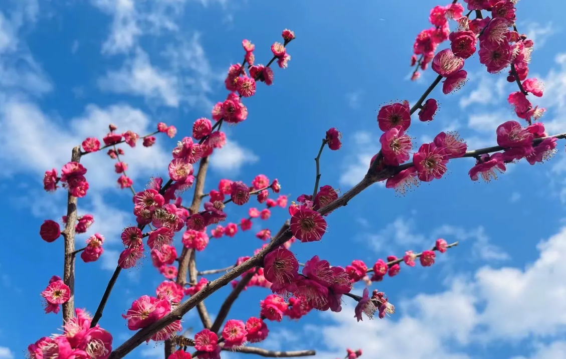 朱砂梅如何防病和防蟲,有哪些解決方法?