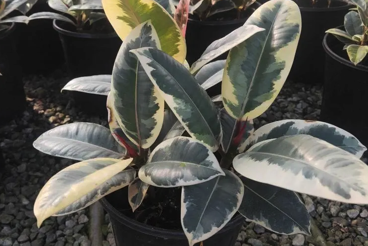 花葉橡皮樹如何進行栽種,有什么注意事項?