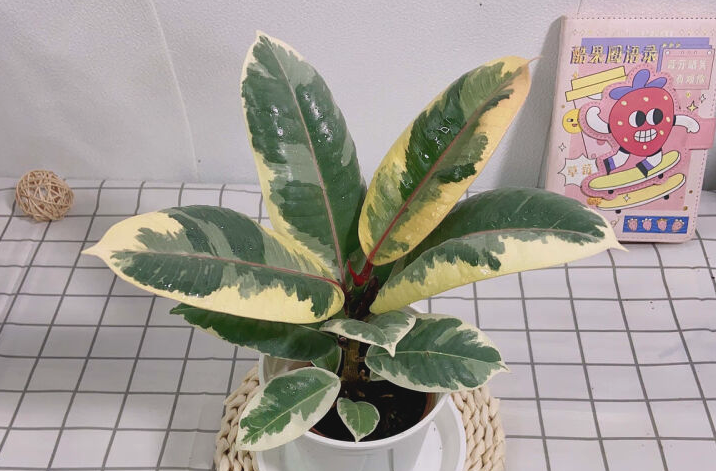 花葉橡皮樹是一種什么植物,對生態環境有什么要求?