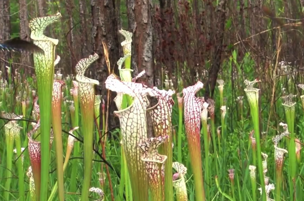瓶子草有什么形態(tài)特點(diǎn),對(duì)生態(tài)環(huán)境有哪些要求?