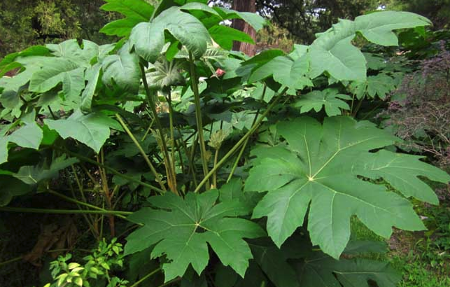 刺通草是什么植物,形態是什么樣的?