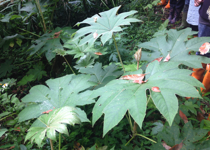 刺通草是什么植物,形態是什么樣的?