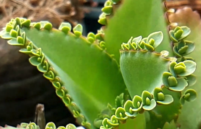 落地生根是什么植物,有什么生態(tài)習(xí)性?