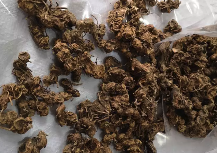八角蓮對于溫度和水分有哪些要求,有什么用途?