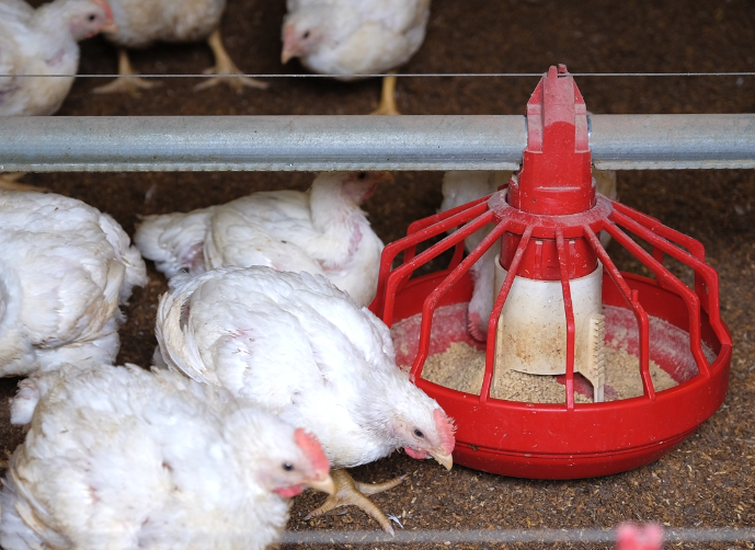 雞飼料中如何正確加入葉酸,量應該如何控制?