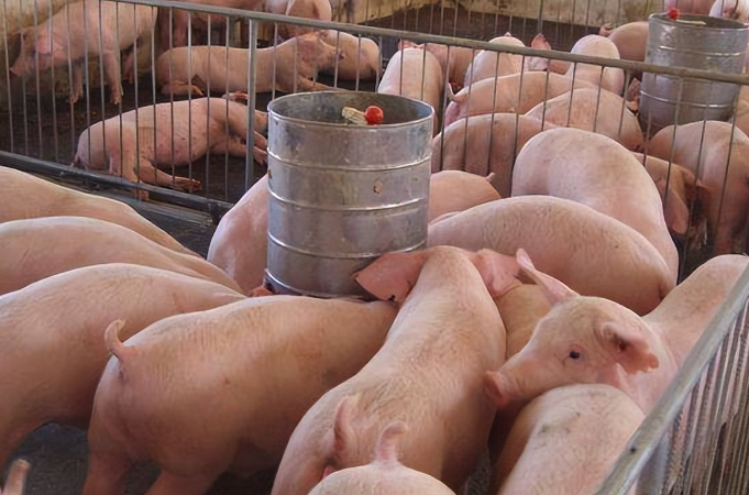葉酸是什么,可以添加到豬飼料中嗎,有哪些好處?