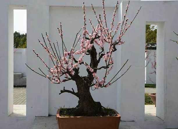 夏季梅花花芽分化期為什么要減少澆水量?