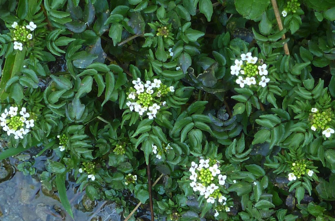 水蕹菜有什么營養(yǎng)價(jià)值,對(duì)種植環(huán)境有什么要求?