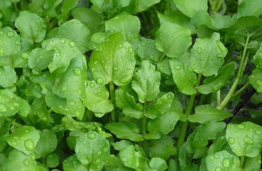 水蕹菜有什么營養(yǎng)價(jià)值,對(duì)種植環(huán)境有什么要求?
