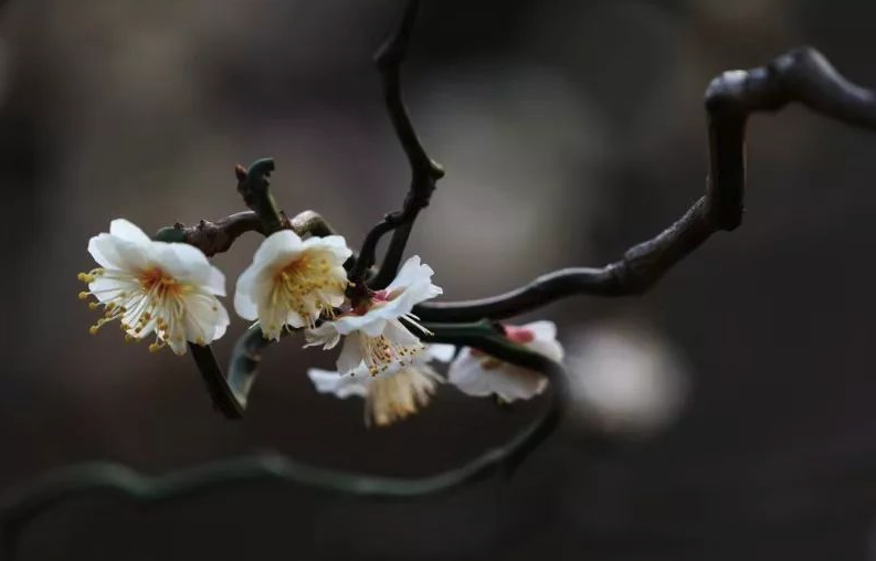 龍游梅對溫度和土壤有什么要求,花期在什么時候?