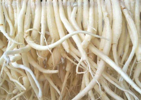 輪葉沙參有什么形態(tài)特點,分布在什么地區(qū)?