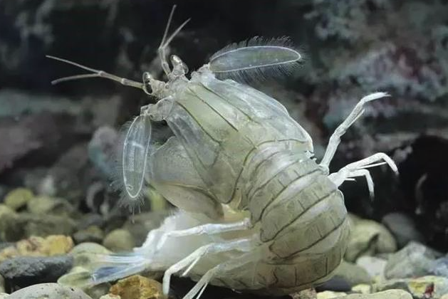 螳螂蝦有哪些形態(tài)特征,主要分布在哪些海域?