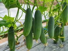 <strong>低溫日照短的情況下對黃瓜有哪些影響，開花結果時間有影響嗎</strong>