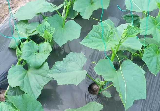黃瓜種子發芽期間溫度應該控制在多少,需要注意什么?