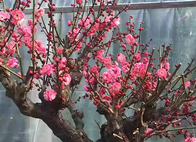 盆栽梅花的肥料可以用豆餅和菜籽餅嗎?