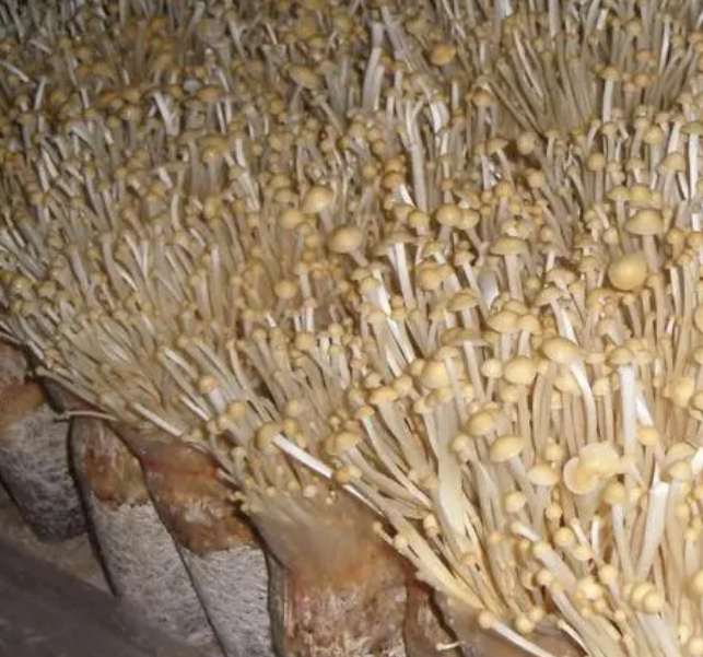 金針菇出菇期的水分管理重點