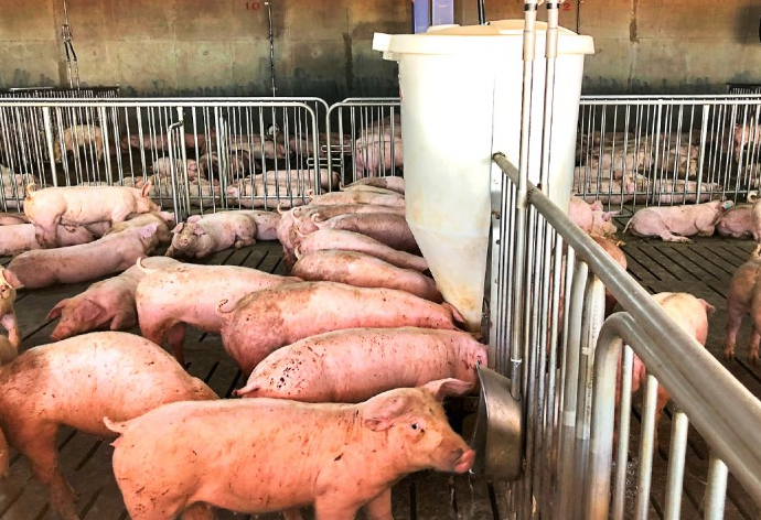 抗壞血酸可以添加到豬飼料中嗎,有哪些好處?