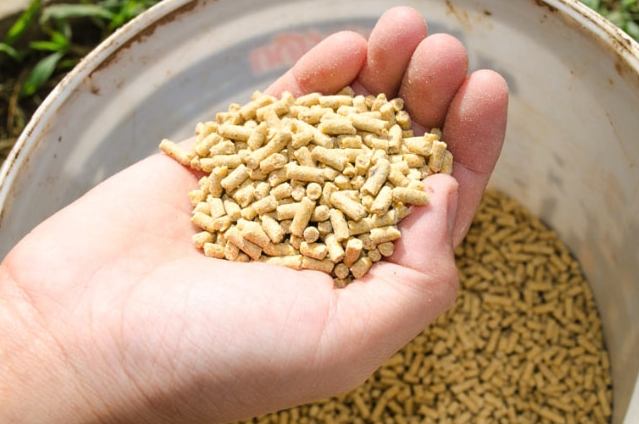 膽堿的主要成分是什么,雞飼料中添加需要注意什么?