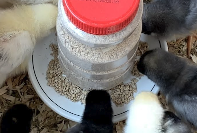 膽堿的主要成分是什么,雞飼料中添加需要注意什么?