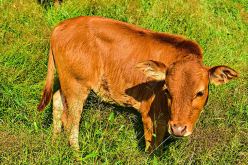 <strong>牛消化道內(nèi)常見(jiàn)的有害微生物有哪些，如何消除？</strong>