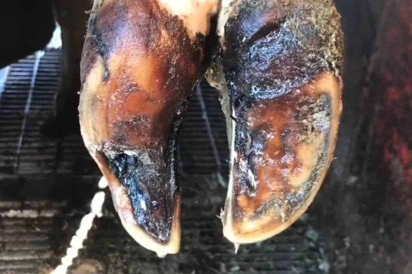 牛蹄出膿是什么原因,如何進行修剪?