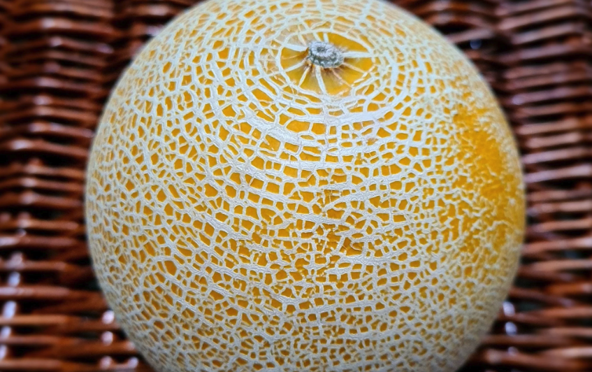 加利亞甜瓜如何進(jìn)行育苗移栽,什么時候種植最好?