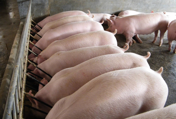 什么是鹽霉素鈉,添加到豬飼料中有什么用途?