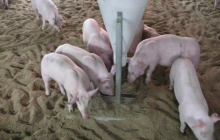 什么是鹽霉素鈉,添加到豬飼料中有什么用途?