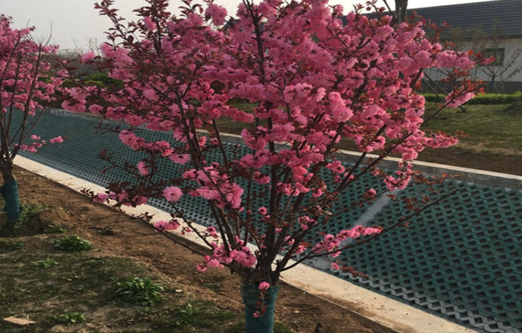 甲基托布津溶液可以治療梅花白粉病嗎,如何施用?