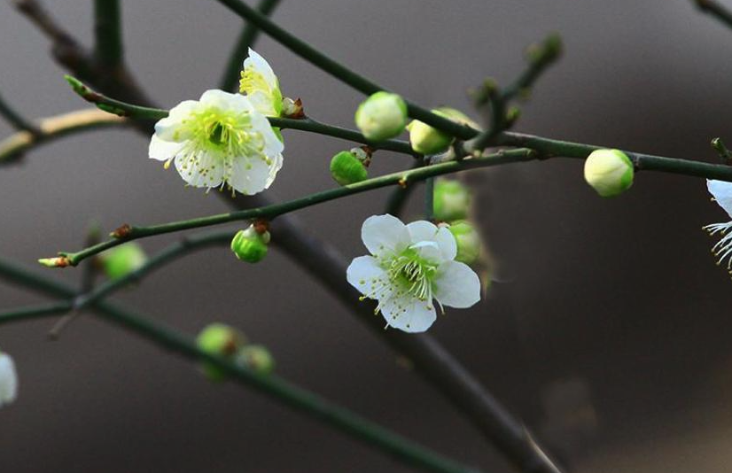 綠萼梅花期在什么時候,有什么藥用價值?