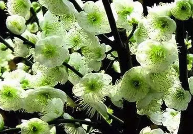 綠萼梅是什么梅花品種,有什么特點?