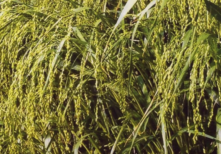 莜麥條銹病是什么原因引起的,如何進(jìn)行處理?