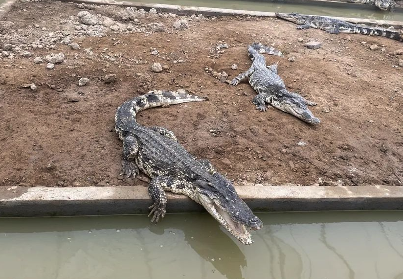 養殖鱷魚需要什么條件?