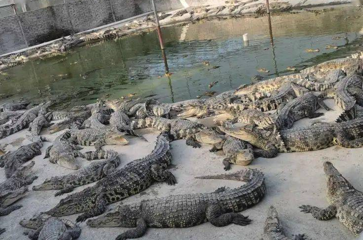 養殖鱷魚需要什么條件?