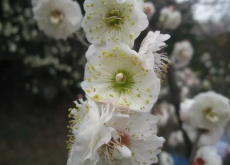 <b>玉蝶梅怎么進行修剪，花期在什么時候？</b>