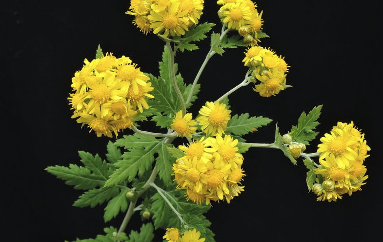甘野菊有什么形態(tài)特征,主要分布在什么地區(qū)?