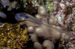 <strong>隱魚是什么魚，有什么形態特征?</strong>