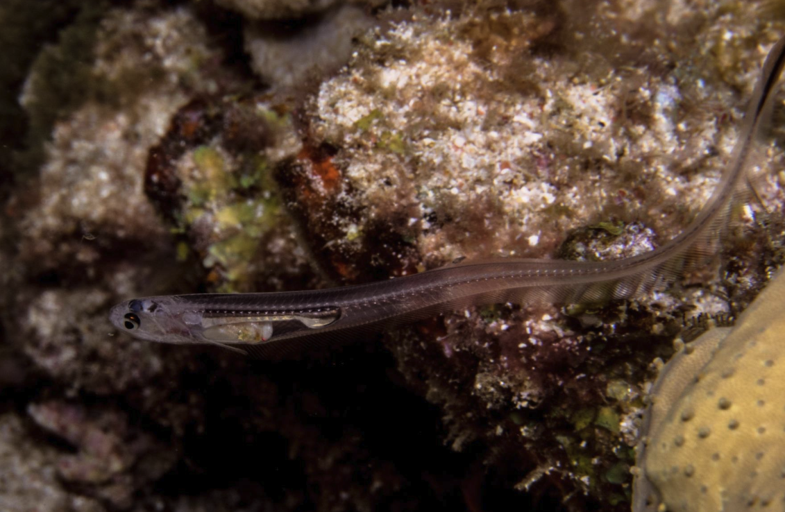 隱魚是什么魚,有什么形態特征?