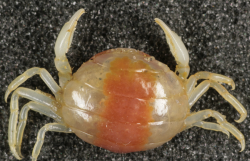 <strong>豆蟹是什么生物，對海參養殖有沒有影響，如何消滅豆蟹?</strong>