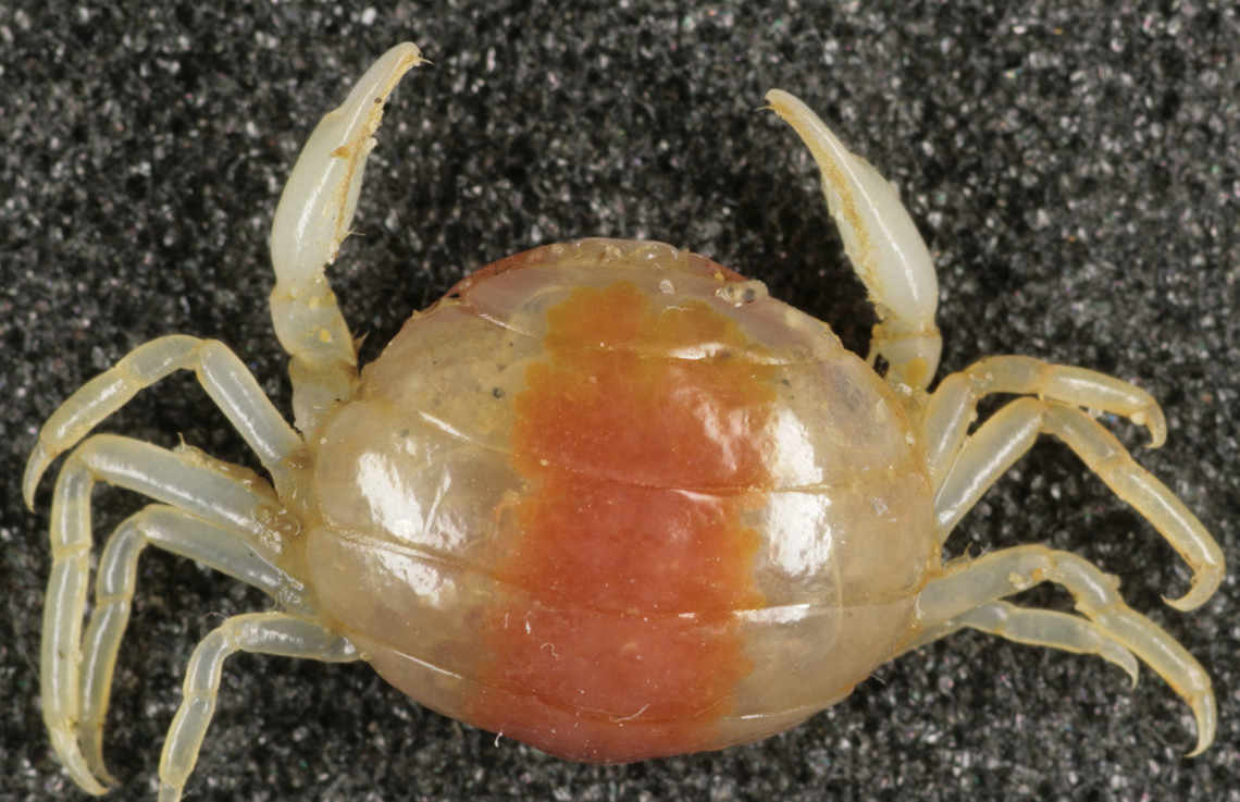 豆蟹是什么生物,對海參養殖有沒有影響,如何消滅豆蟹?