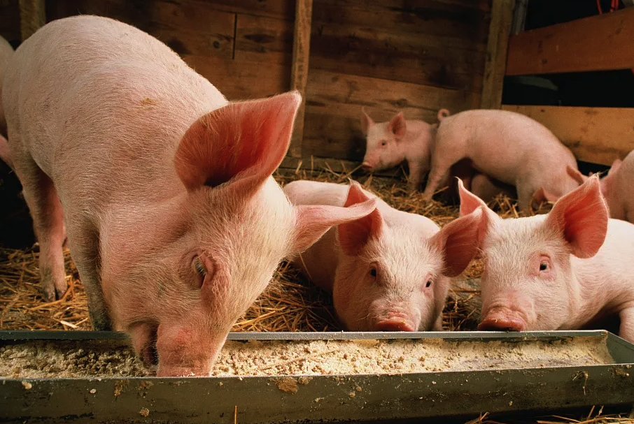 羥甲基纖維素可以用來粘結豬飼料嗎,需要注意什么?