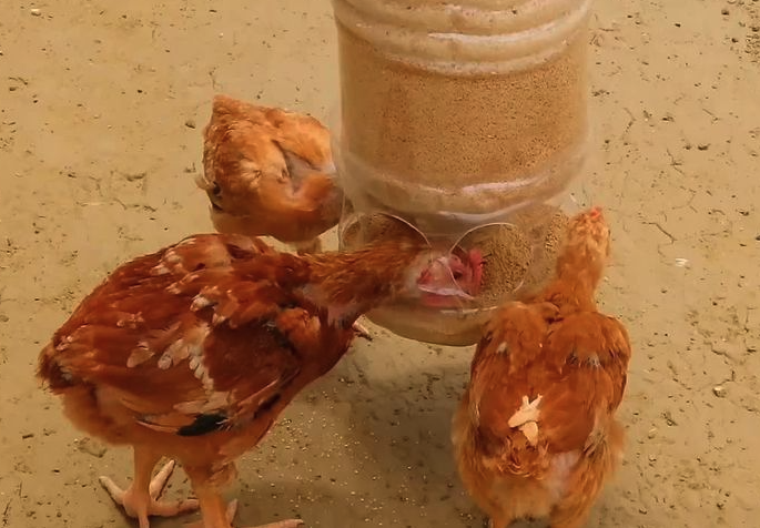 聚丙烯酸鈉是什么,可以加入到雞飼料中嗎?