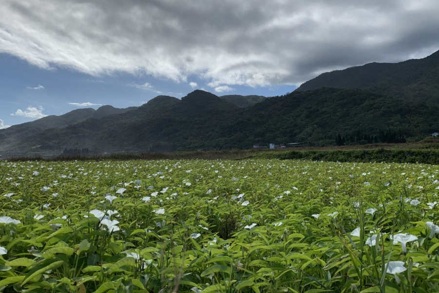 蕹菜生長對于環境條件有哪些要求?