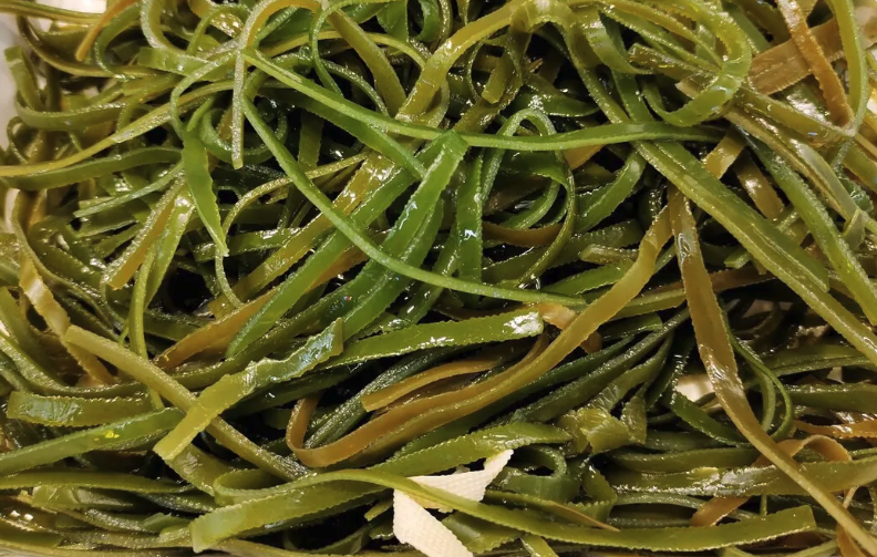 裙帶菜有哪些形態特征,主要分布在哪些地區?