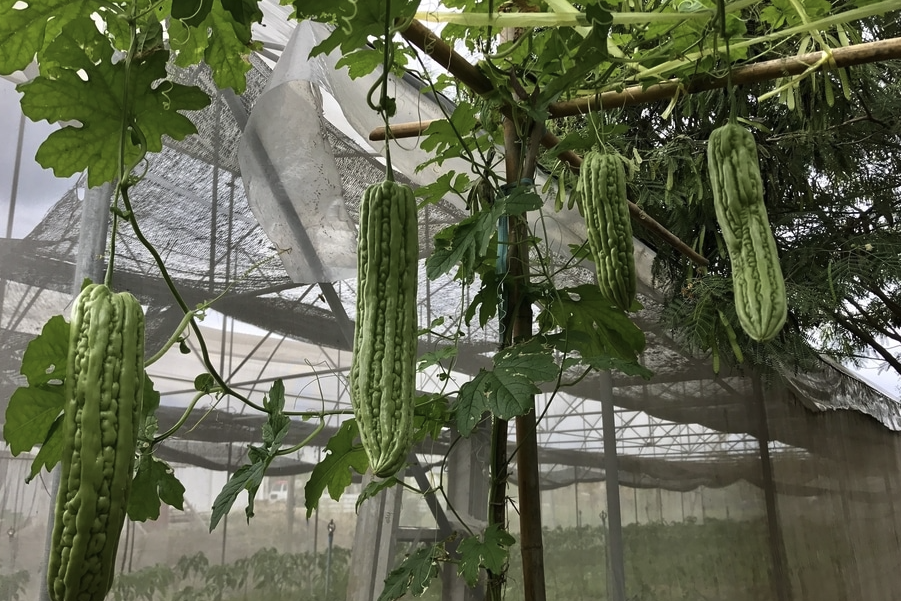 苦瓜如何進行人工輔助授粉,有什么好處?