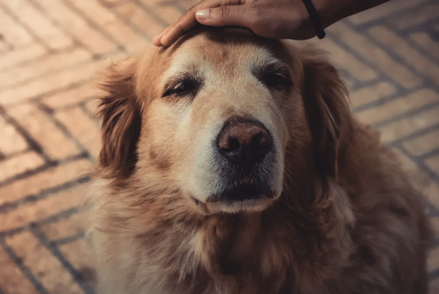 黃金尋回犬的體態(tài)特征如何?有什么樣的性格?