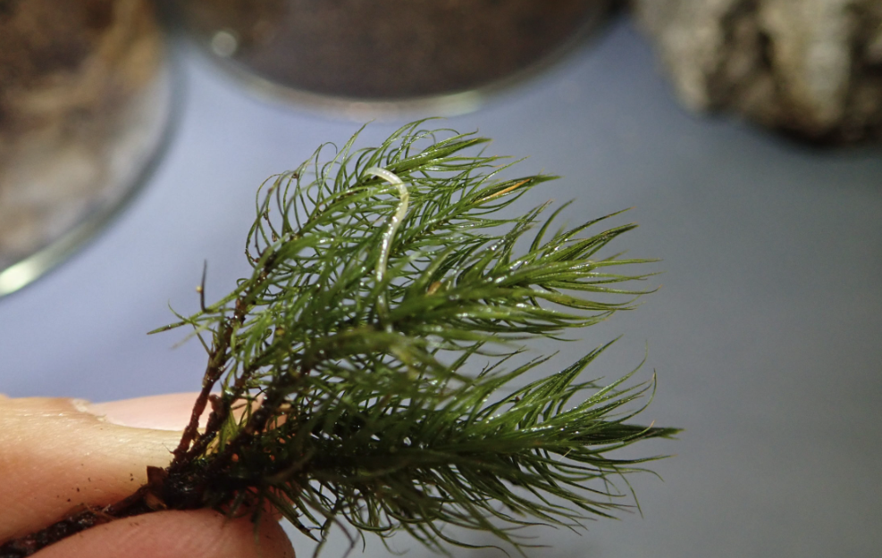 粗糙無鞭苔蟲有什么生態(tài)習(xí)性,有什么價值?