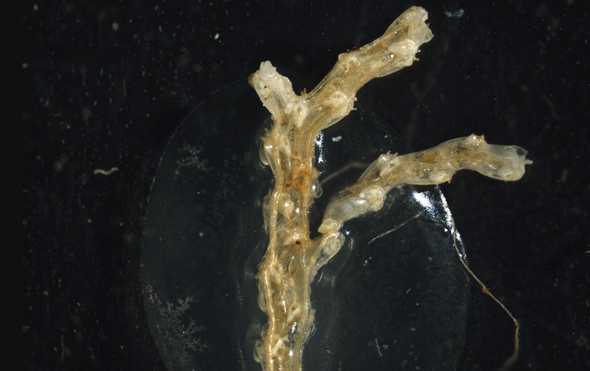 粗糙無鞭苔蟲有什么生態(tài)習(xí)性,有什么價值?