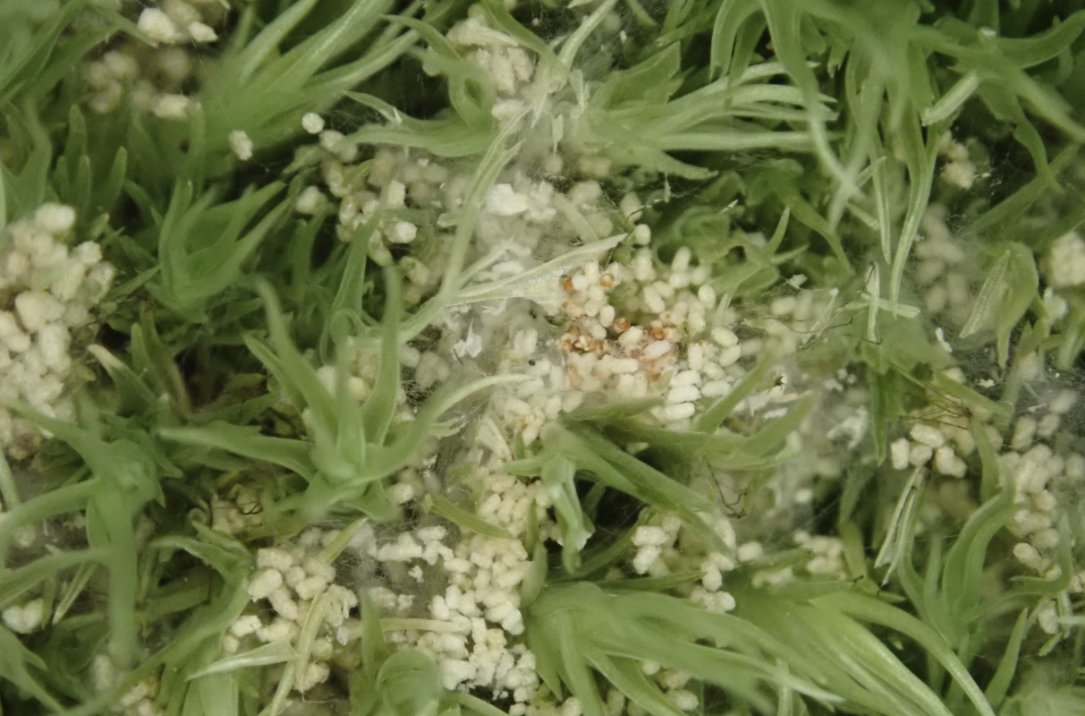 粗糙無鞭苔蟲有哪些形態特點,主要分布在什么區域?