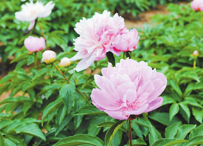 芍藥在早春解凍后種植有哪些好處,需要注意什么?